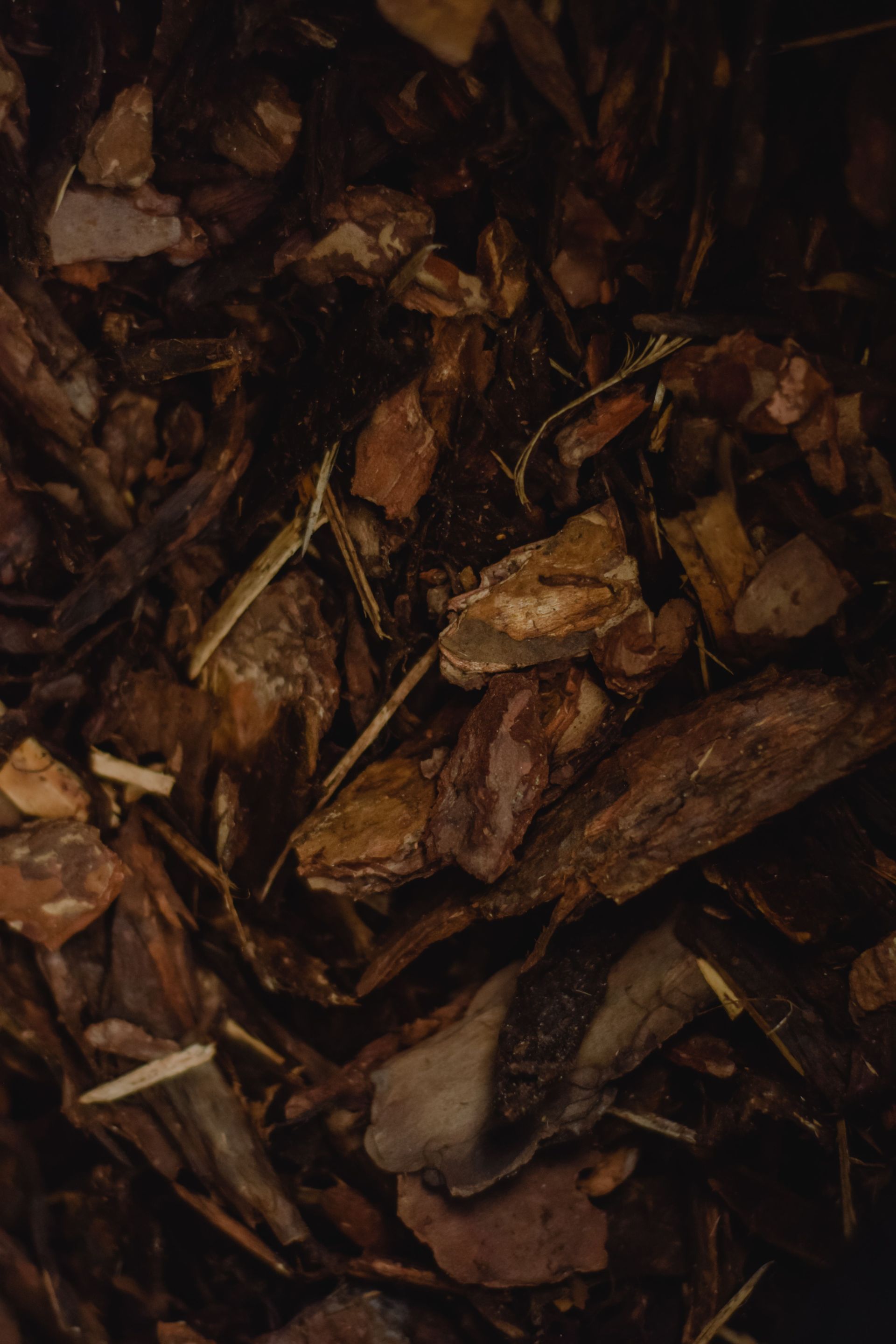 Detailed close-up of textured bark and wood chips, showcasing rich earthy tones.